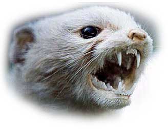 Stoat Face